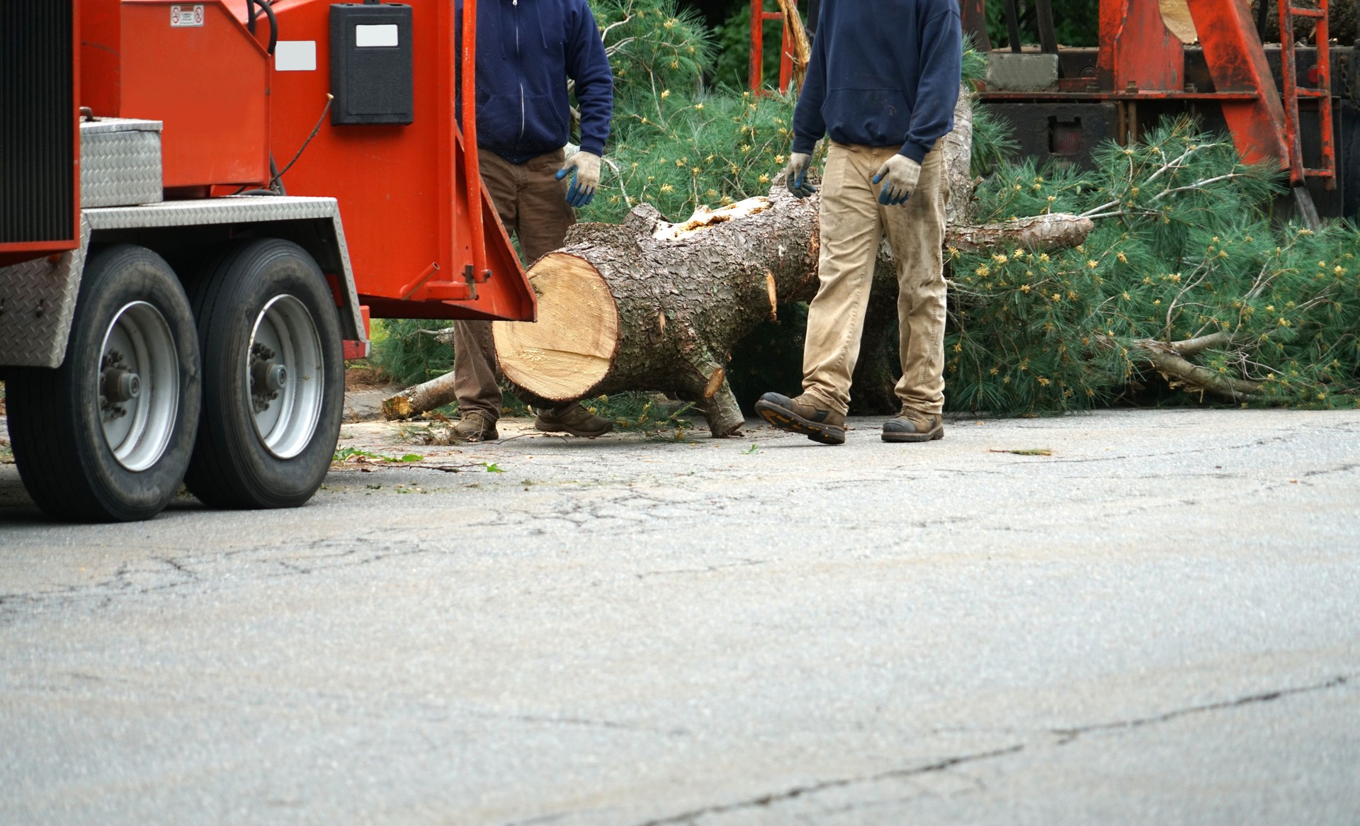 manual worker removing tree in residential area